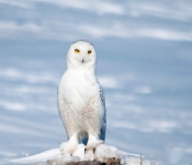 SnowyOwl003